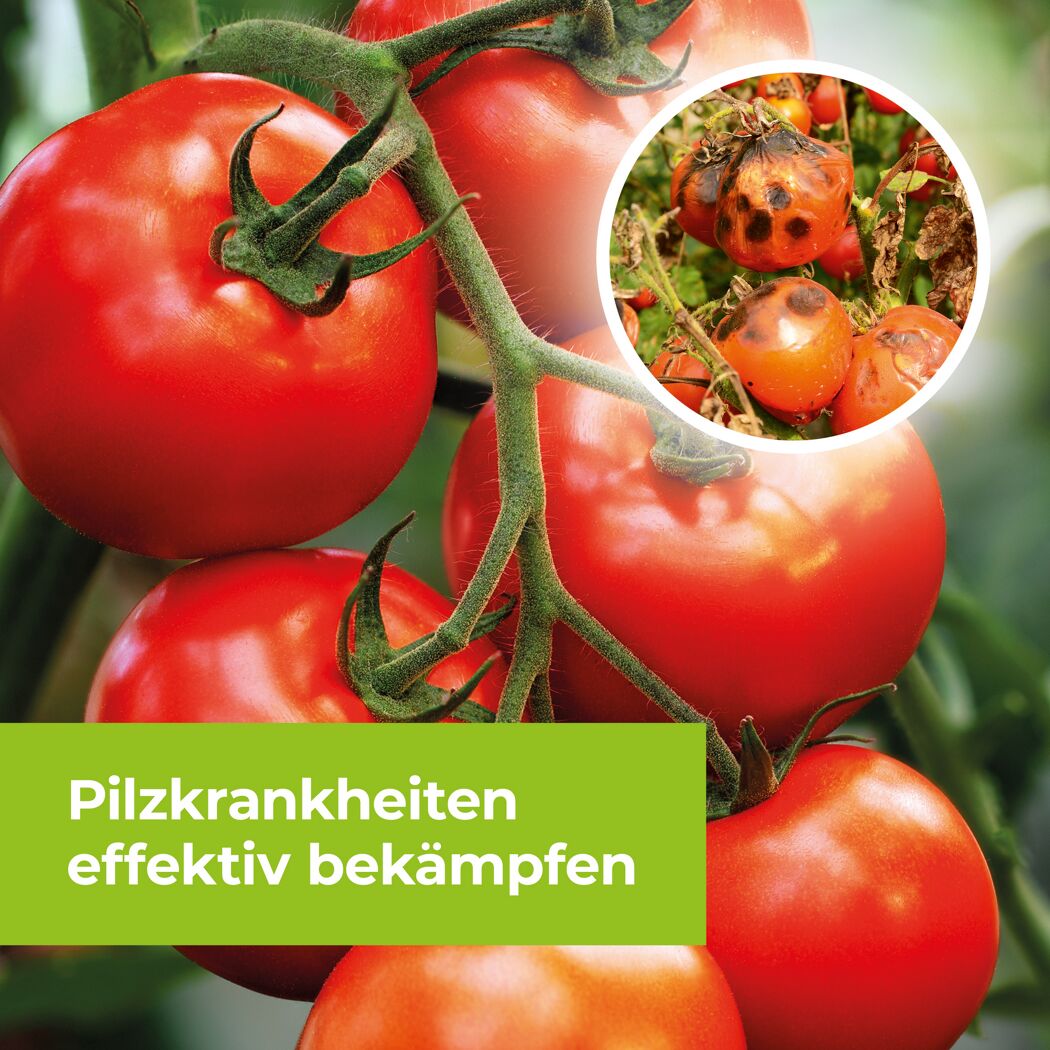 Tomaten mit Braunfäule