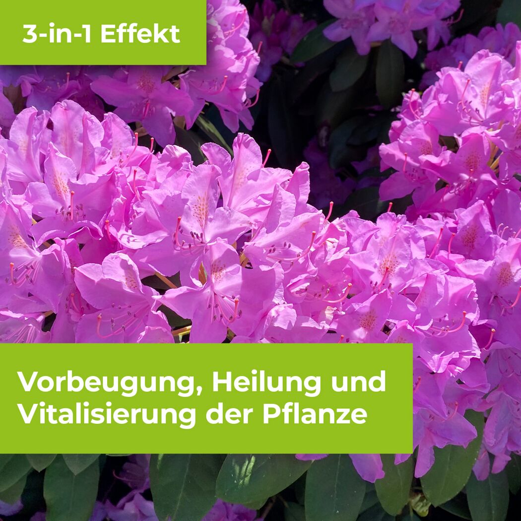 Lila Rhododendronblüten