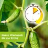 Gurkenpflanze mit Stoppuhr