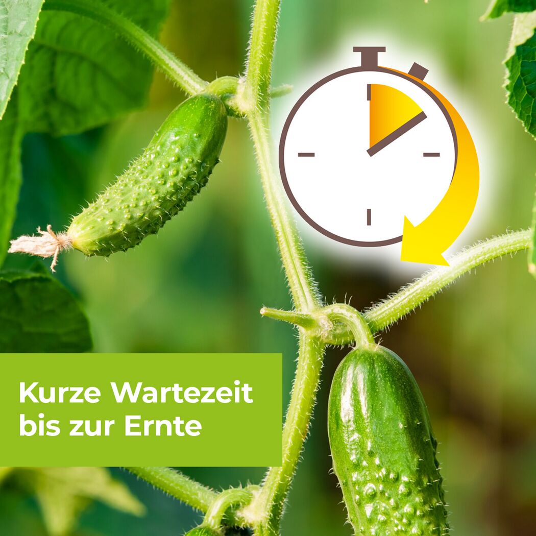 Gurkenpflanze mit Stoppuhr
