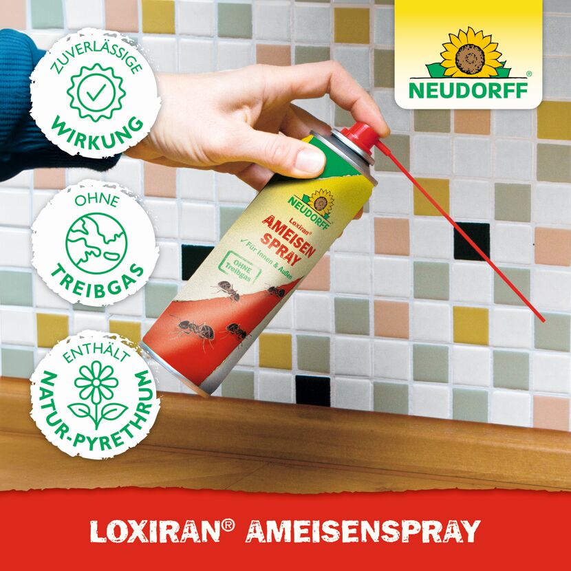 Loxiran Ameisenspray 200 ml