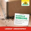 Loxiran Ameisenspray 200 ml