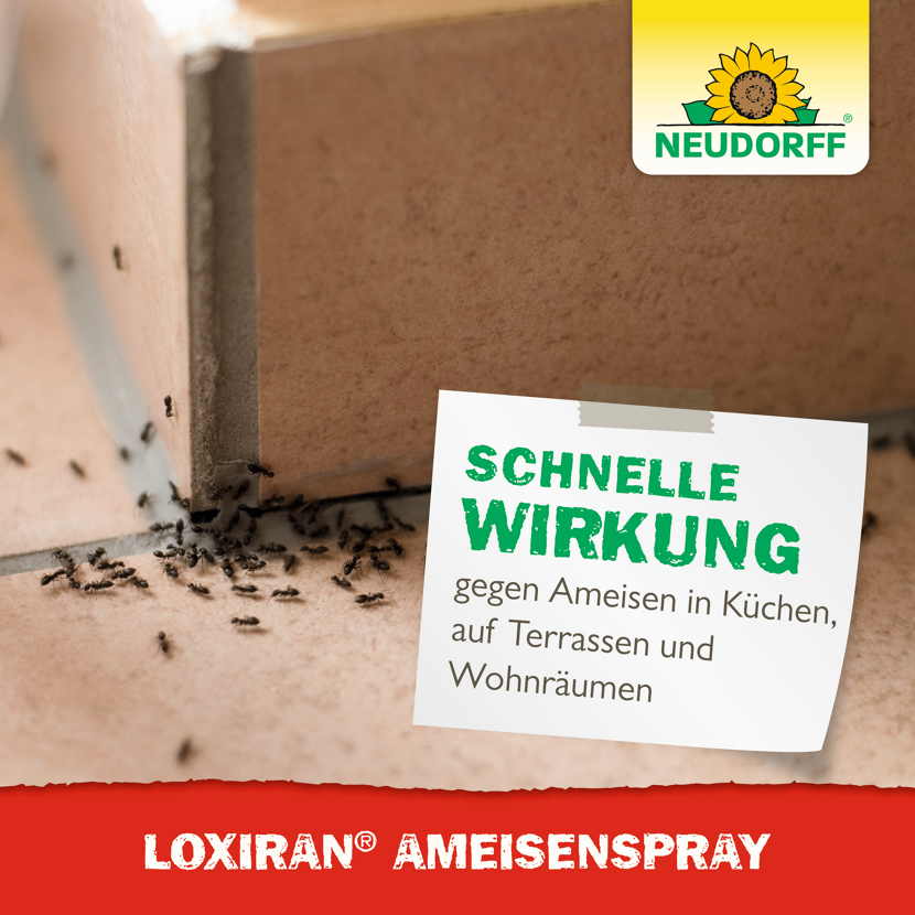 Loxiran Ameisenspray 200 ml