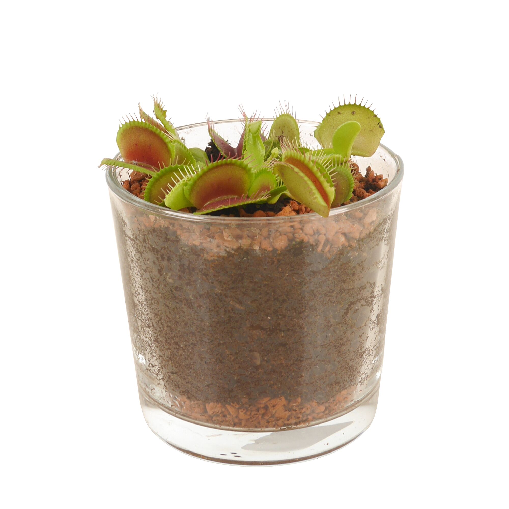 Fleischfressende Pflanze im Glas