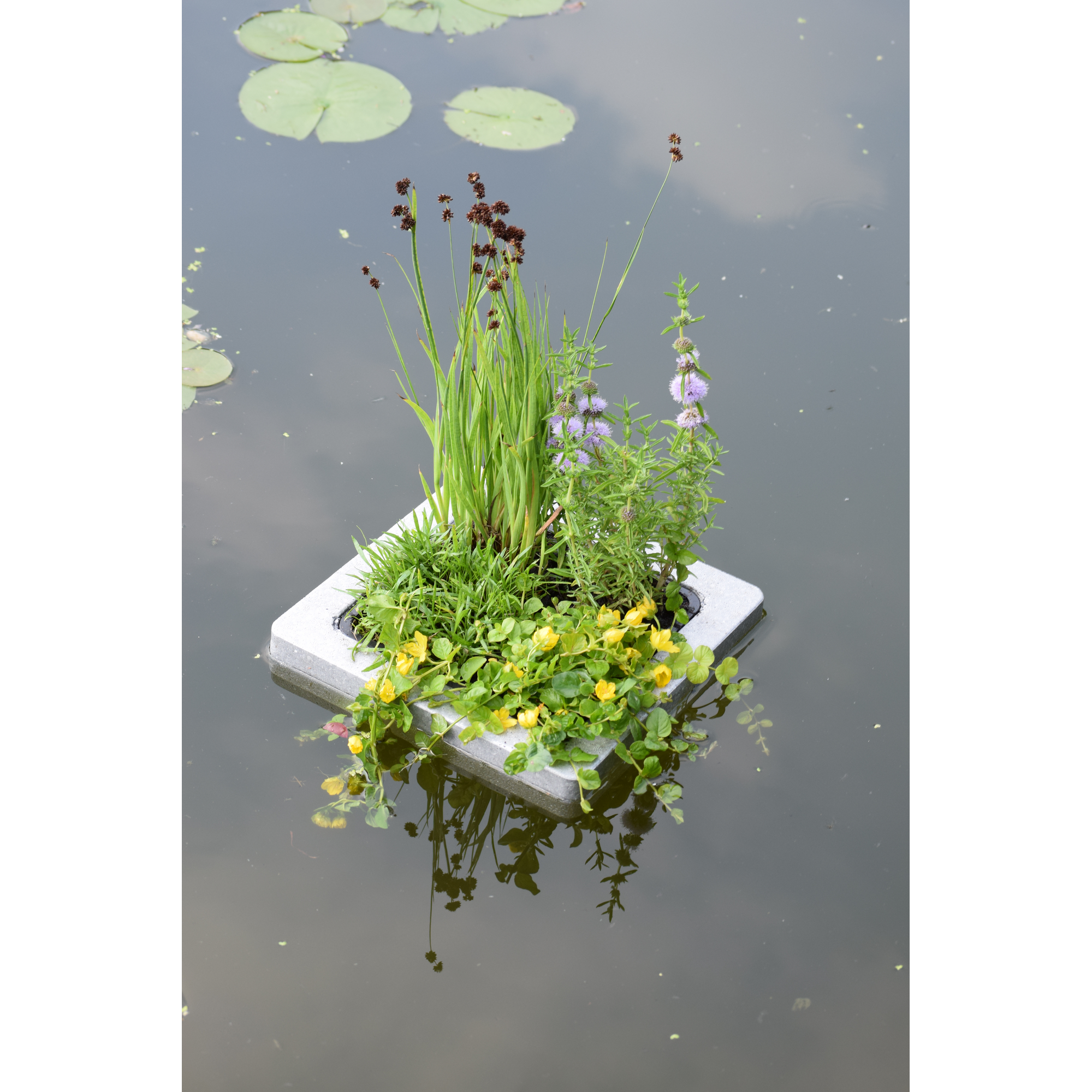 Teich-Schwimminsel mit 4 Pflanzen 25 x 25 cm + product picture
