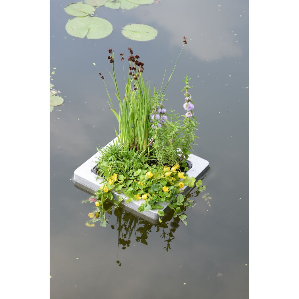 Teich-Schwimminsel mit 4 Pflanzen 25 x 25 cm