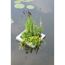 Teich-Schwimminsel mit 4 Pflanzen 25 x 25 cm