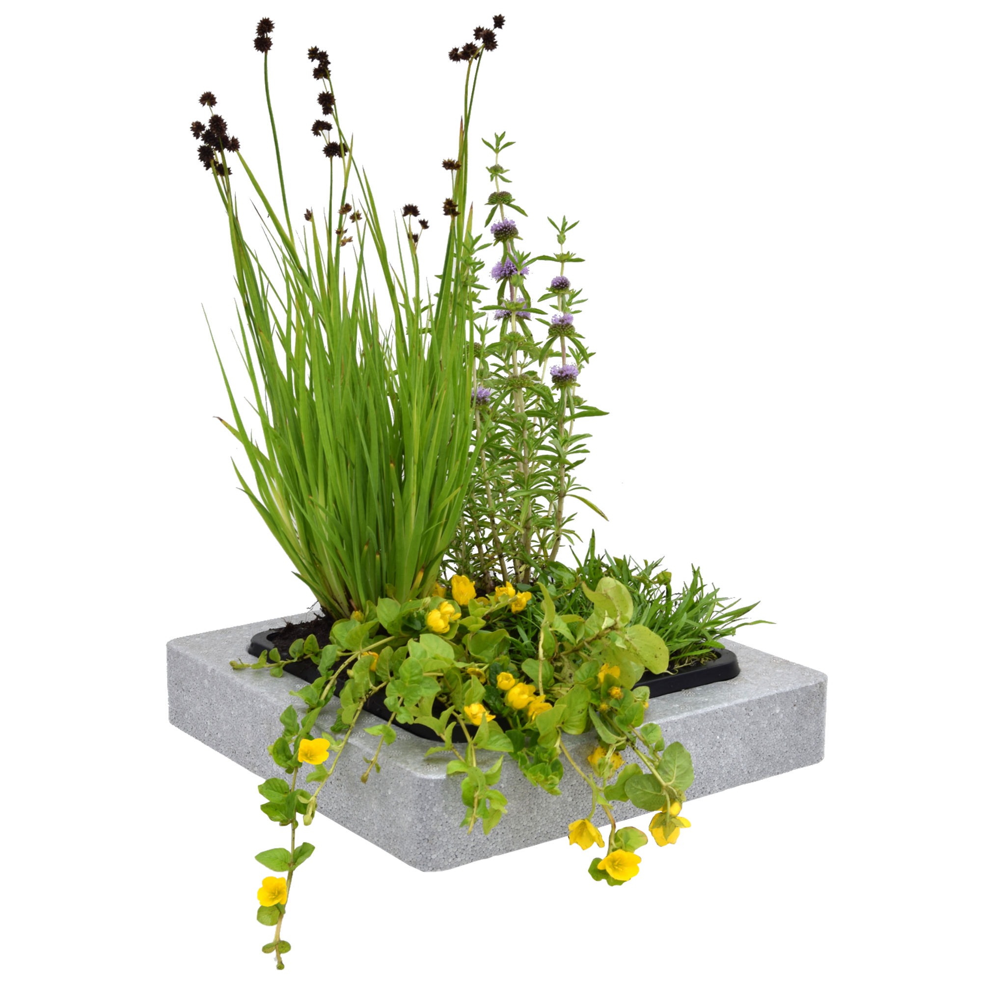Teich-Schwimminsel mit 4 Pflanzen 25 x 25 cm + product picture