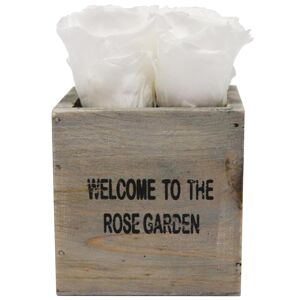 Rosenbox 'Rose Garden' grau mit 4 haltbaren weißen Rosen