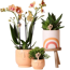 Verkleinertes Bild von Zimmerpflanzen 'Peachful Joy' im Deko-Topf, 3er-Set