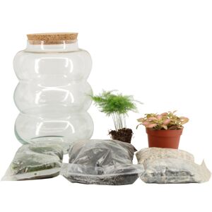 Flaschengarten in Glasgefäß, verschiedene Sorten