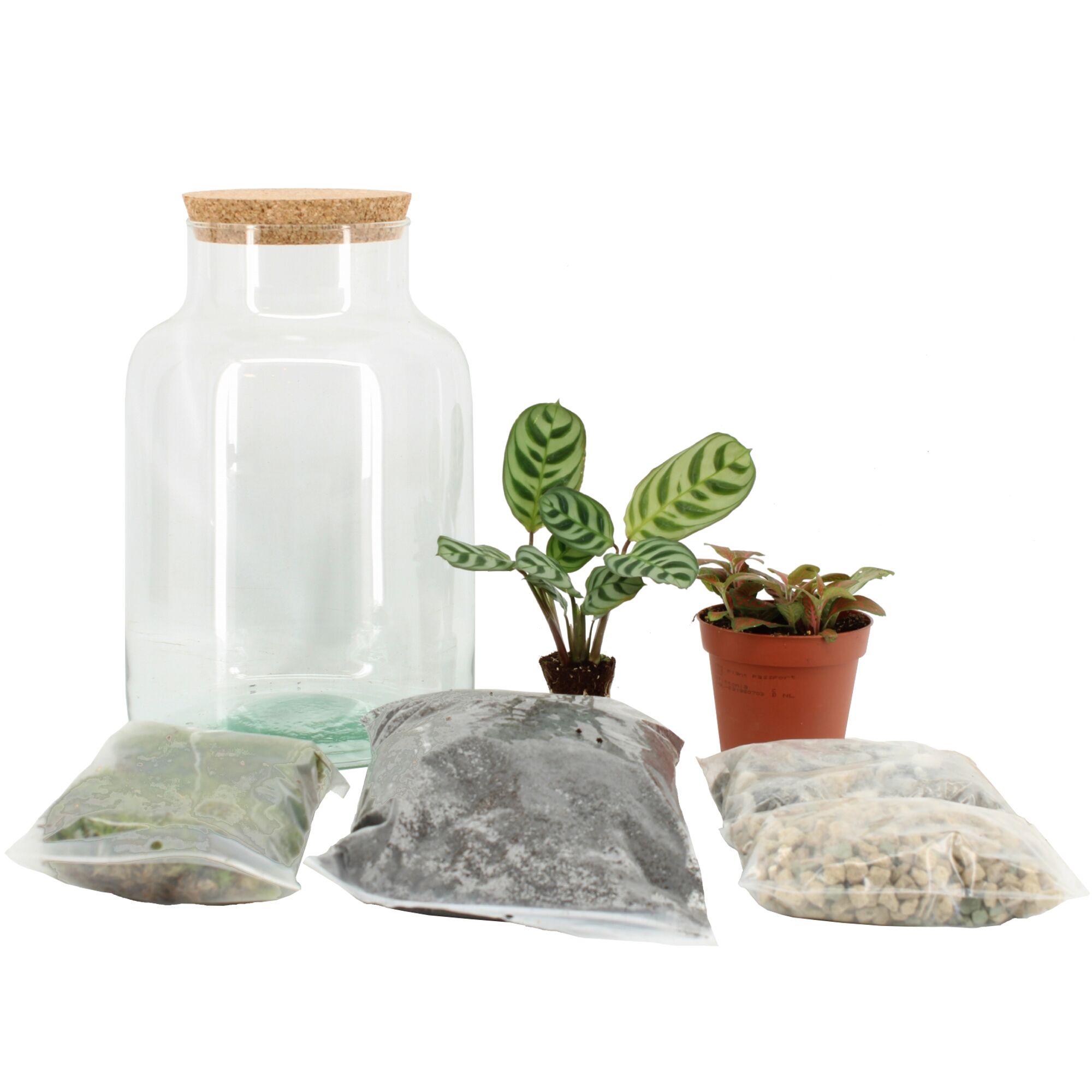 Flaschengarten Set mit Pflanze und Erde