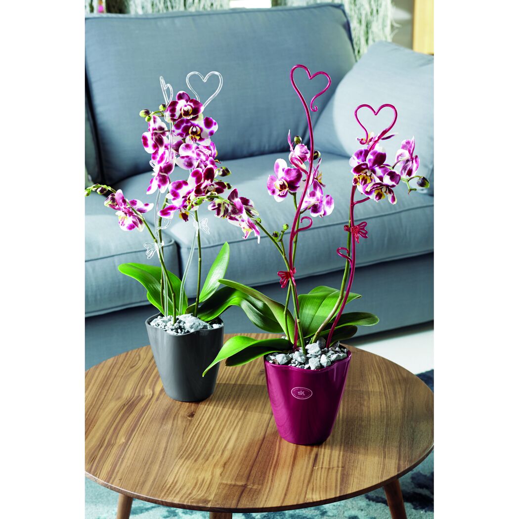 Zwei Orchideen mit herzförmigen Rankhilfen