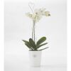 Weiße Orchidee im weißen Topf