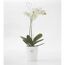 Weiße Orchidee im weißen Topf