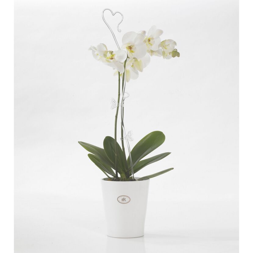 Weiße Orchidee im weißen Topf