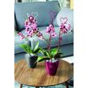 Zwei getopfte Orchideen mit herzförmigen Rankhilfen.