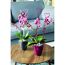 Zwei getopfte Orchideen mit herzförmigen Rankhilfen.
