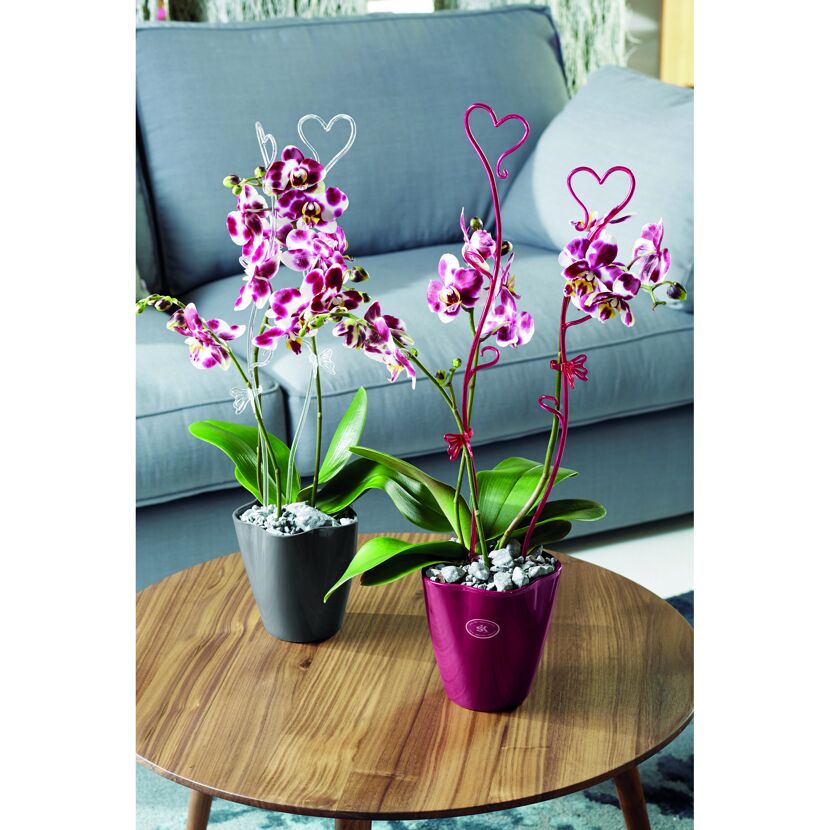 Zwei getopfte Orchideen mit herzförmigen Rankhilfen.