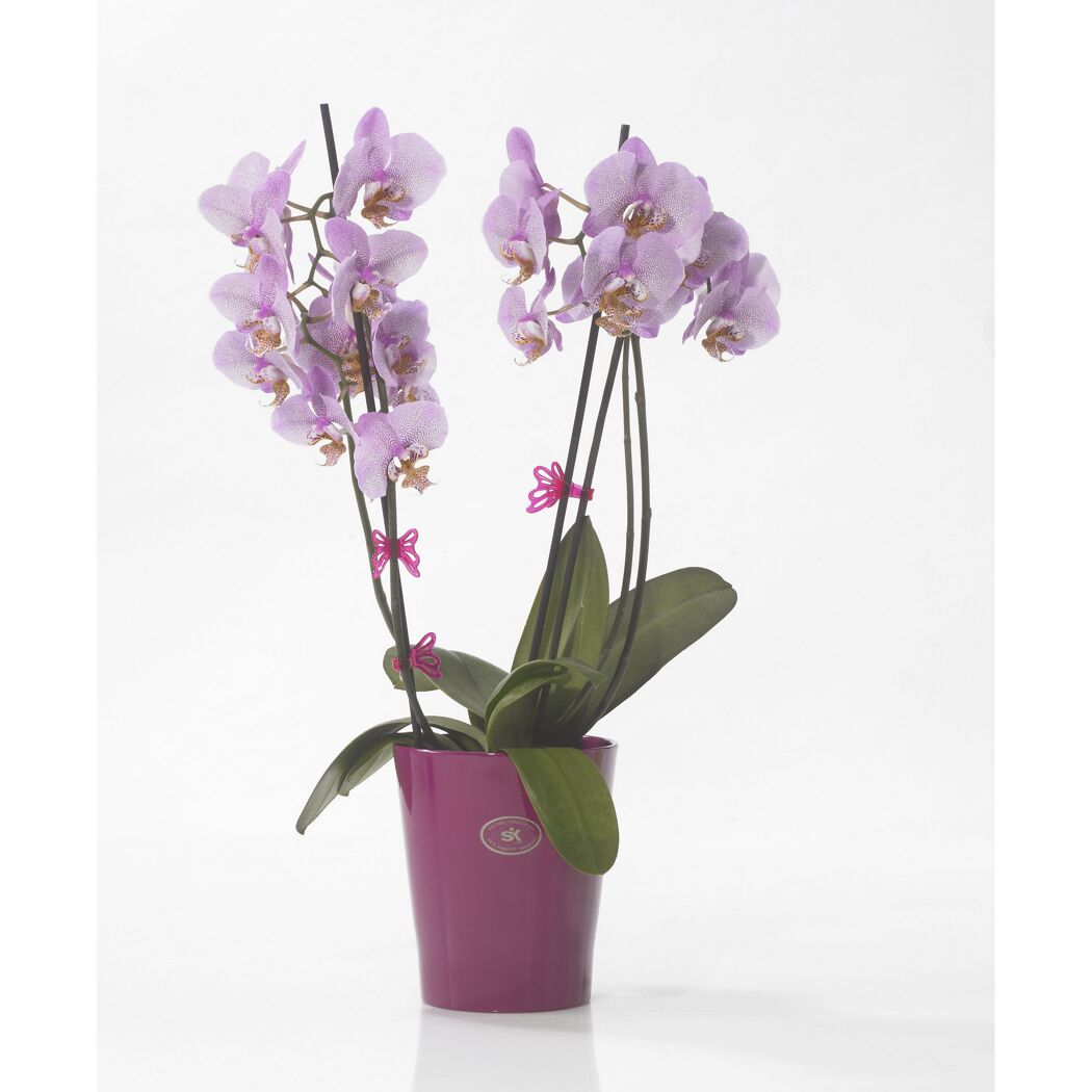 Lila Orchideen in einem Topf