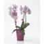 Verkleinertes Bild von Orchideenclips 'Schmetterling' brombeerfarben Ø 4 x 3 cm 2 Stück