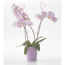 Verkleinertes Bild von Orchideenclips 'Schmetterling' rosa Ø 4 x 3 cm 2 Stück