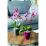 Verkleinertes Bild von Orchideenstab Herz 55 cm brombeer