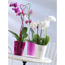 Orchideenstab Herz 55 cm rosa