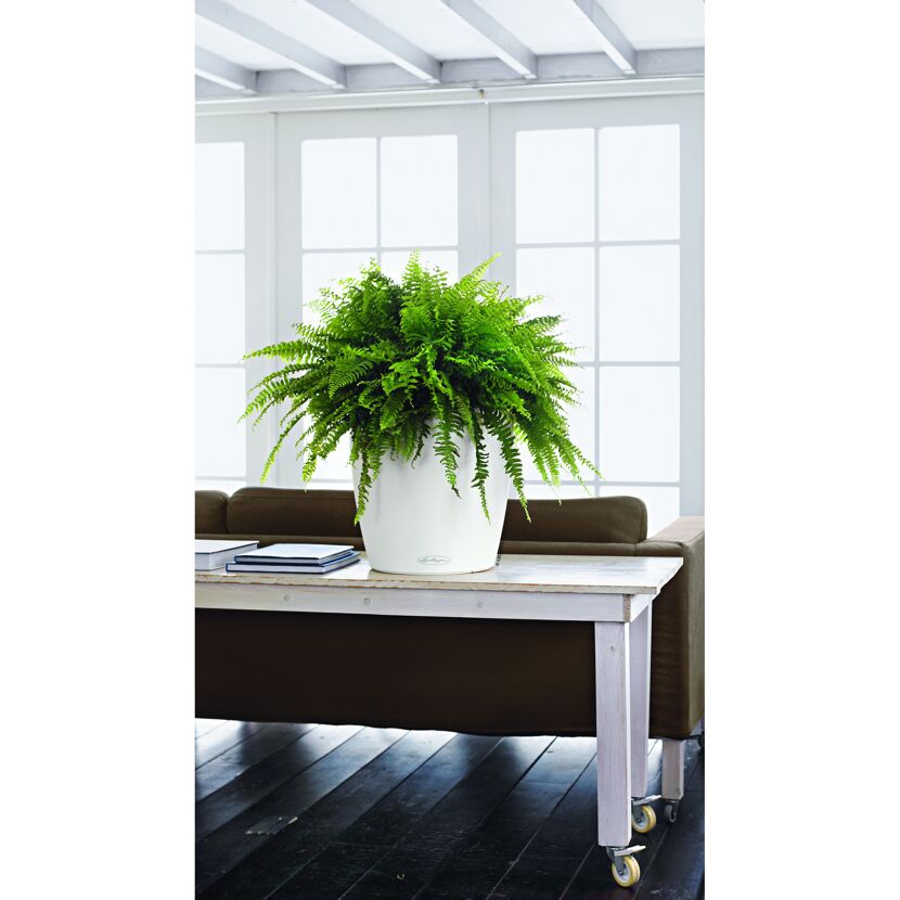 Übertropf Classico 43 cm, weiß, mit Farn