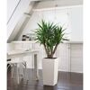 Yucca-Palme im weißen LECHUZA-CUBICO-Pflanzgefäß