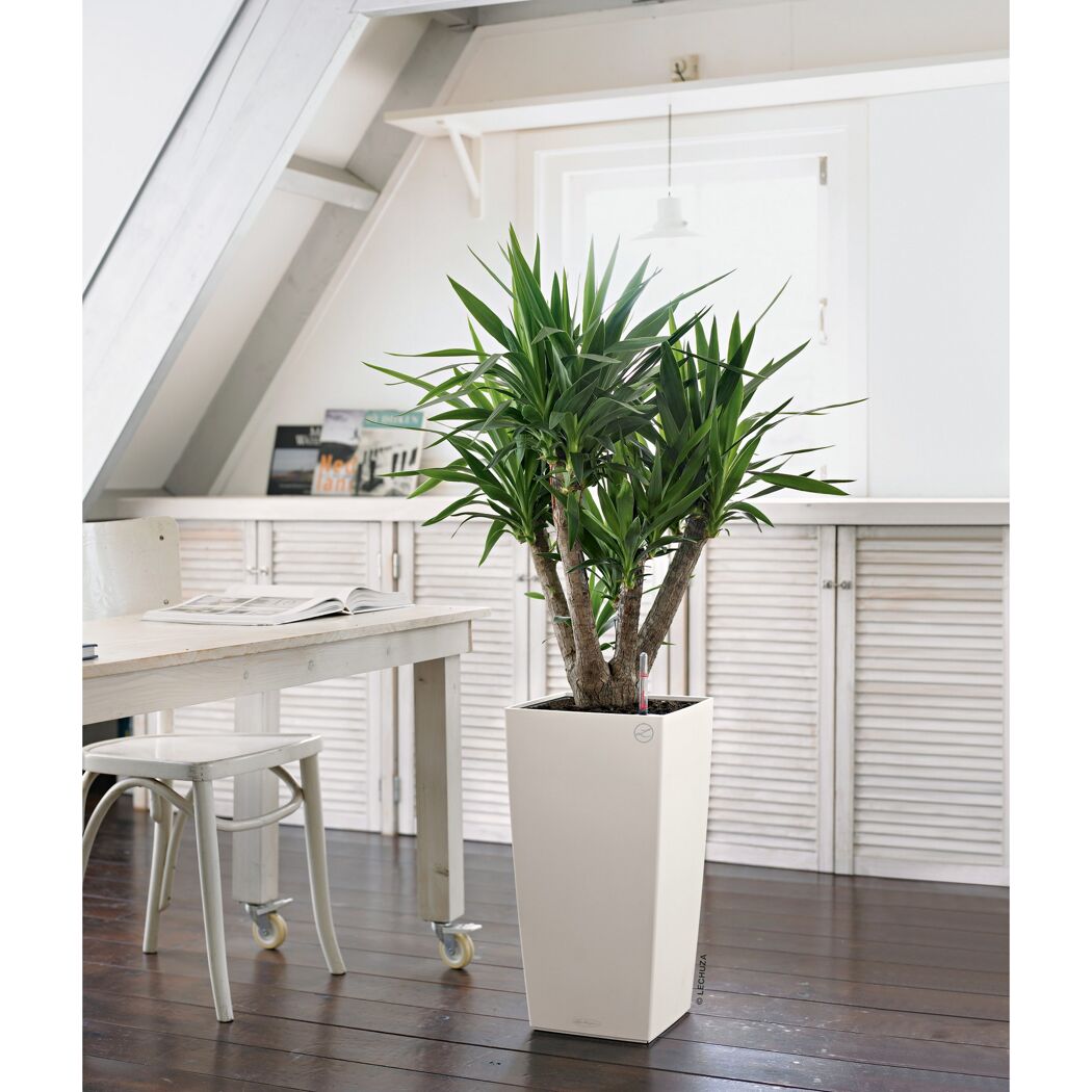 Yucca-Palme im weißen LECHUZA-CUBICO-Pflanzgefäß