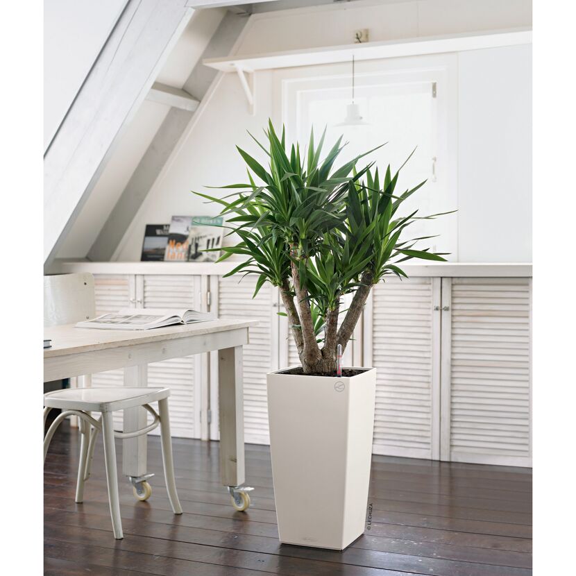 Yucca-Palme im weißen LECHUZA-CUBICO-Pflanzgefäß