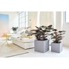 Zwei Calatheen in grauen Übertöpfen im Wohnzimmer