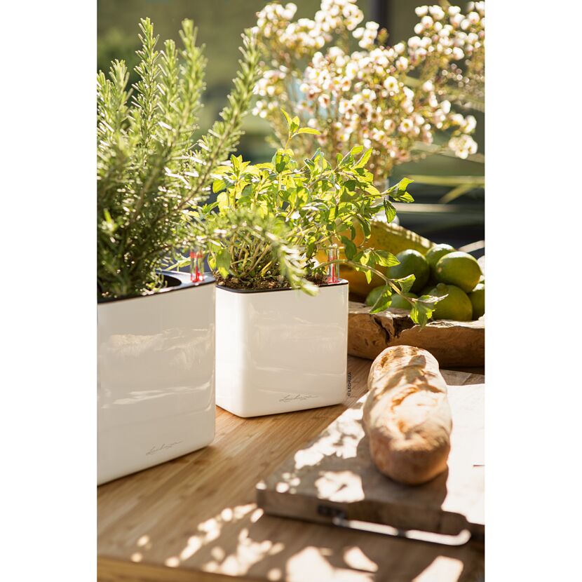 Zwei weiße Übertöpfe Cube Glossy 14cm mit Kräutern