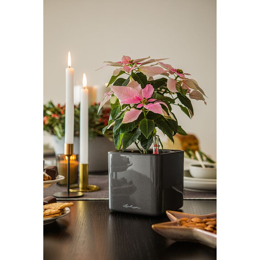 Rosa Weihnachtsstern im grauen Übertopf