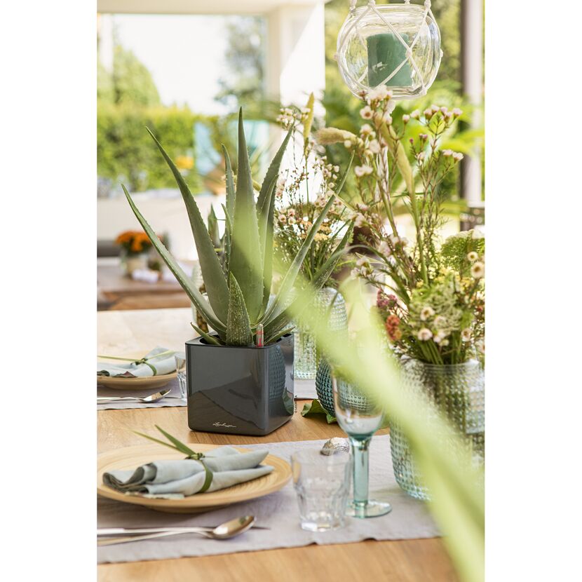 Aloe Vera Pflanze im Übertopf Cube Glossy