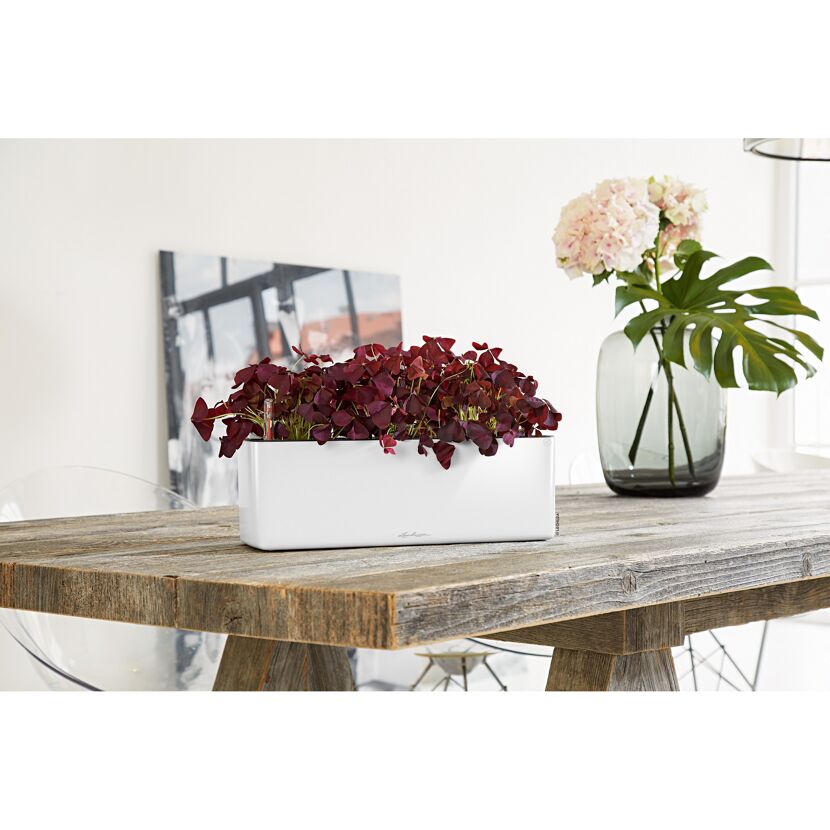 Weißer Blumenkasten mit roter Pflanze auf Holztisch.
