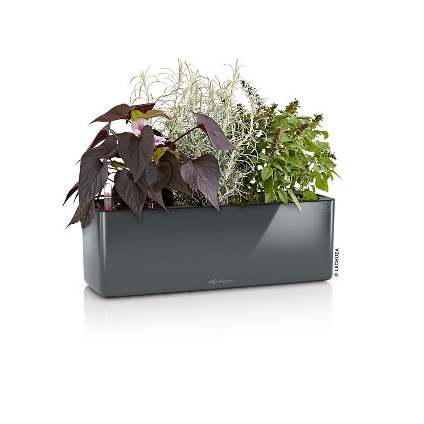 Anthraziter Blumenkasten mit drei verschiedenen Pflanzen