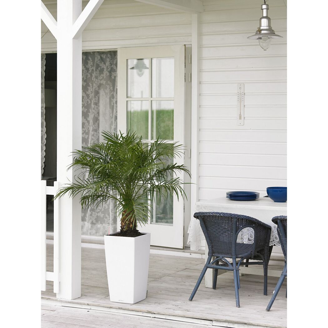 Eine Palme im weißen Pflanzgefäß auf einer Veranda.
