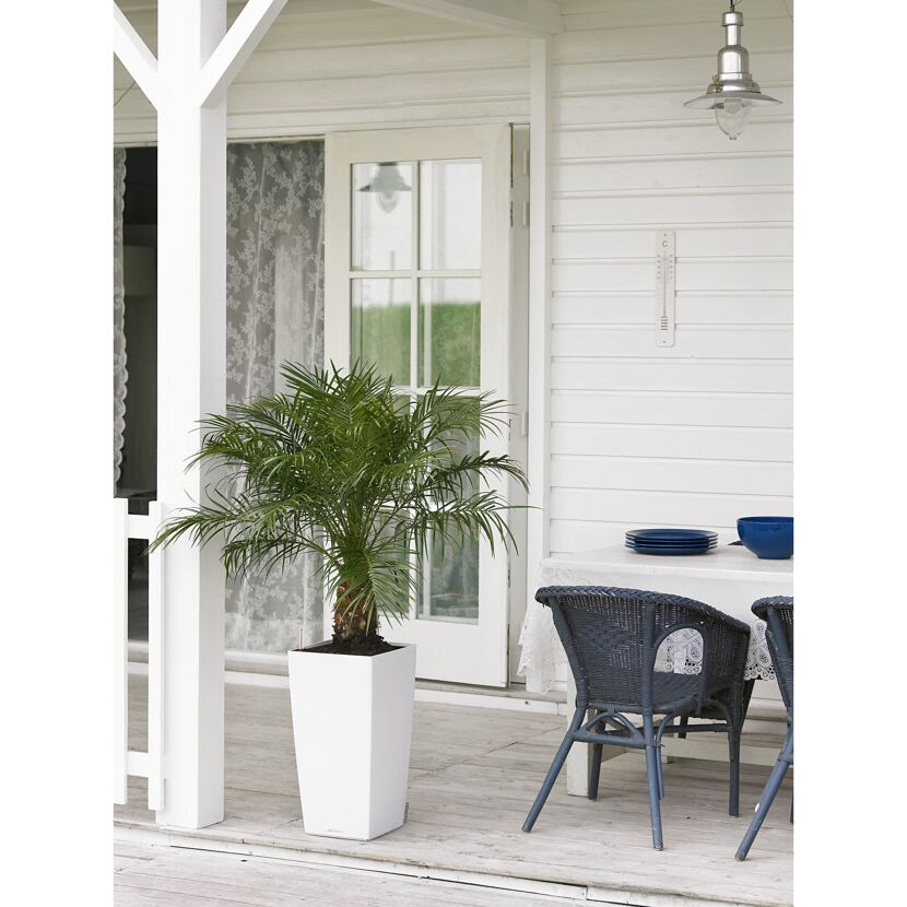 Eine Palme im weißen Pflanzgefäß auf einer Veranda.