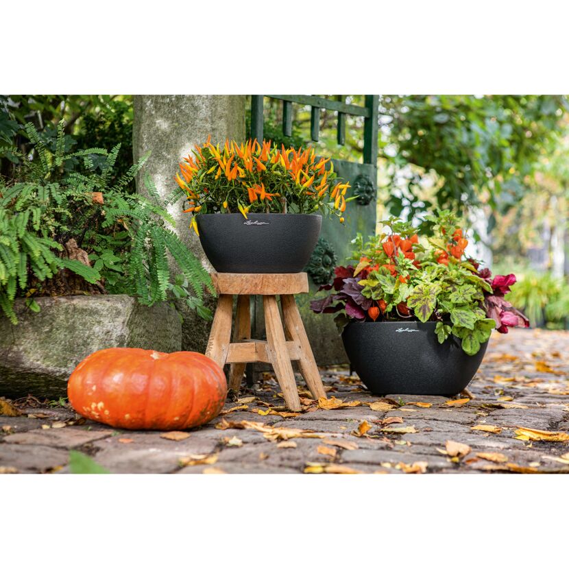 Zwei schwarze CUBETO Stone Schalen bepflanzt mit Chili und Lampionblume.