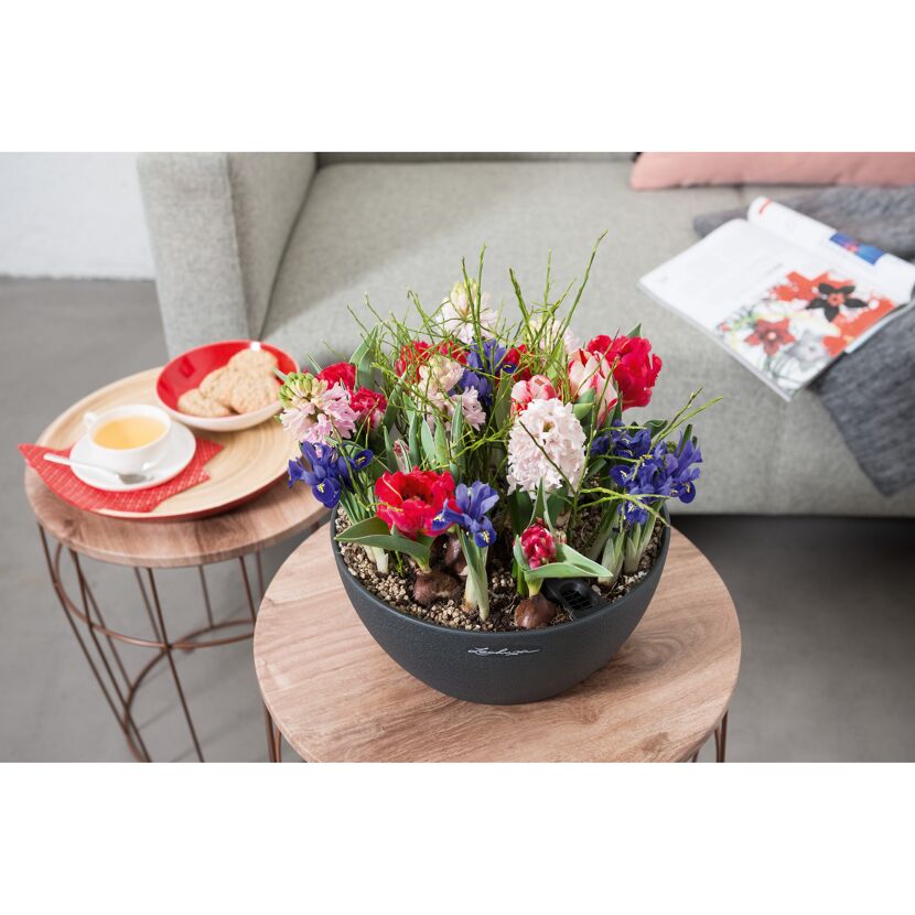 Blumentopf mit bunten Blumen und Blumenzwiebeln