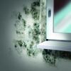 Schimmel an der Wand neben einem Fenster