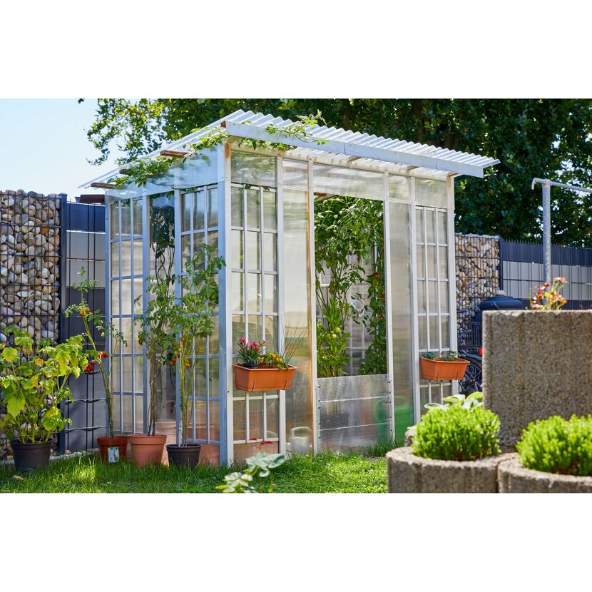 Kleines Gewächshaus im Garten mit Tomatenpflanzen