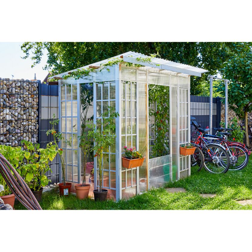 Kleines Gewächshaus im Garten mit Tomatenpflanzen