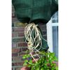 Pflanze mit Winterschutz aus Jute