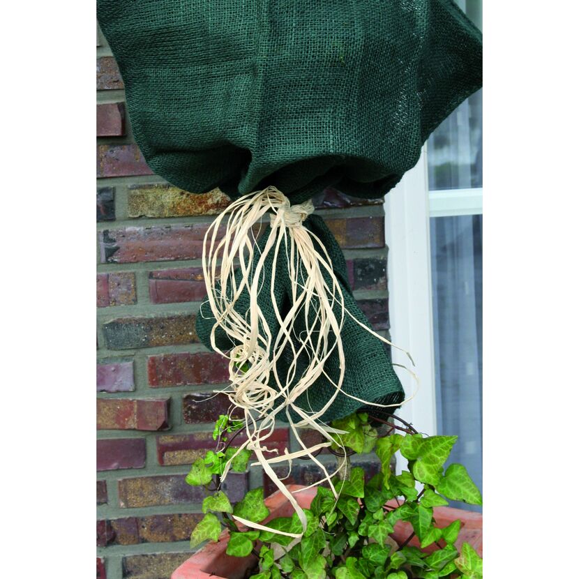 Pflanze mit Winterschutz aus Jute