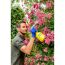 Person besprüht Rosen mit Gloria Hobby 10 FLEX