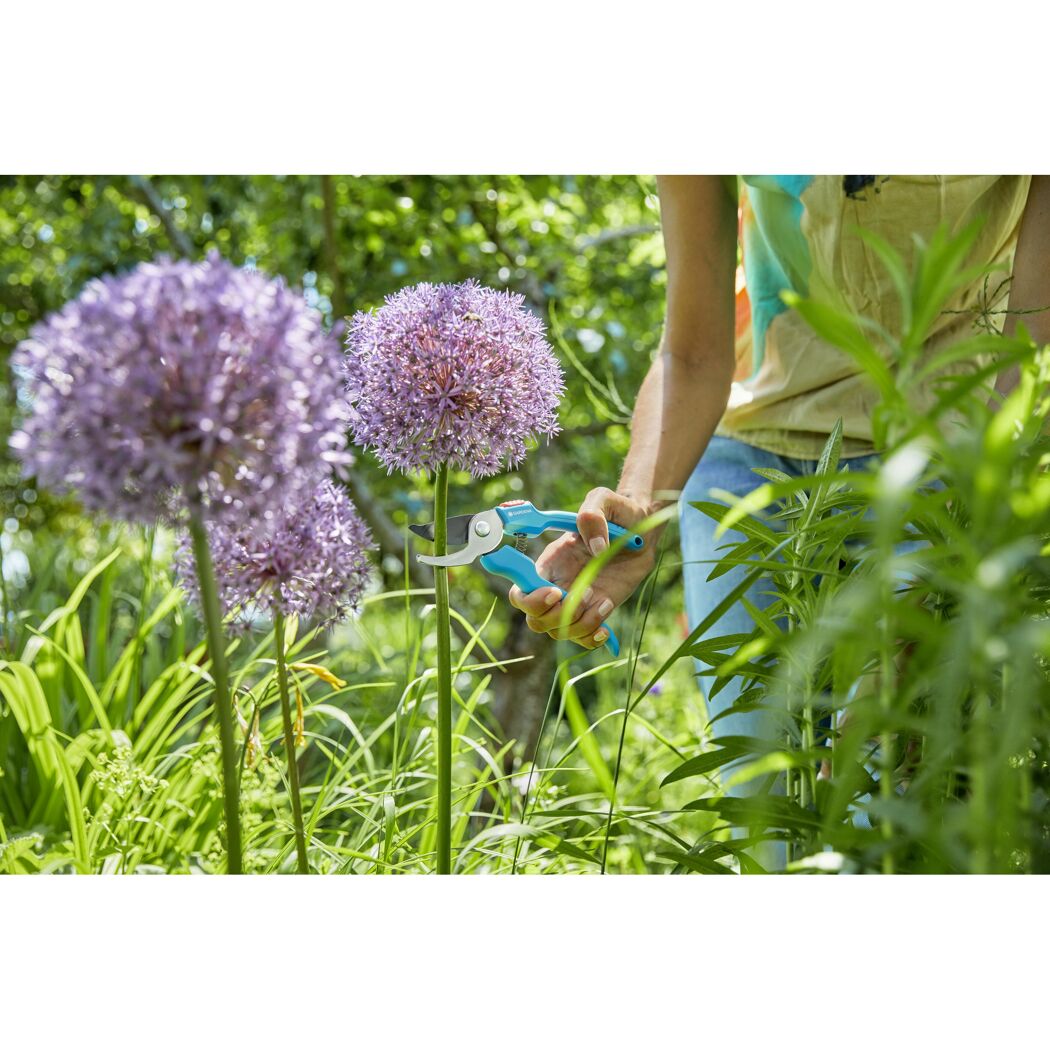 Person schneidet lila Blume mit Gartenschere