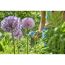 Person schneidet lila Blume mit Gartenschere